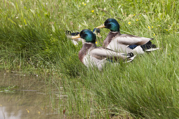 ducks on lake