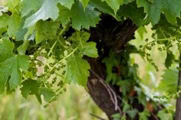 Young grape clusters in spring