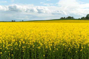 Fototapeta premium Rape field