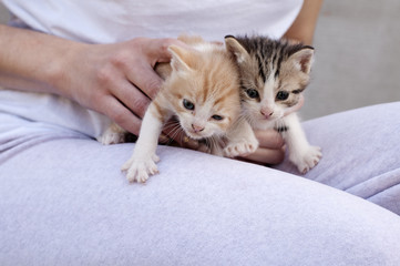 Girl holding kittens