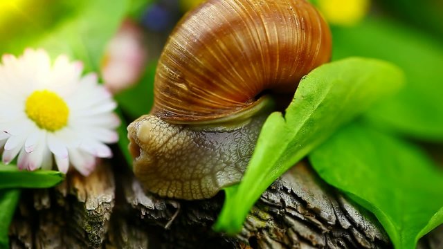 Snails-Helix pomatia episode 2