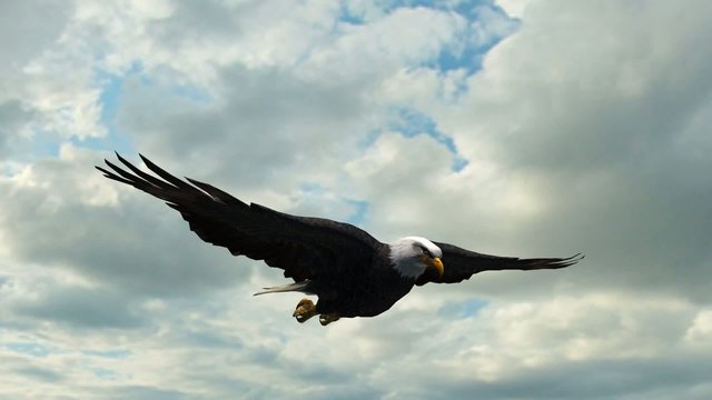 Bald Eagle Flight Close-Up tracking shot