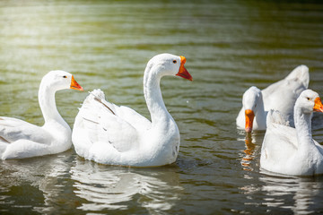 gooses swimming on water