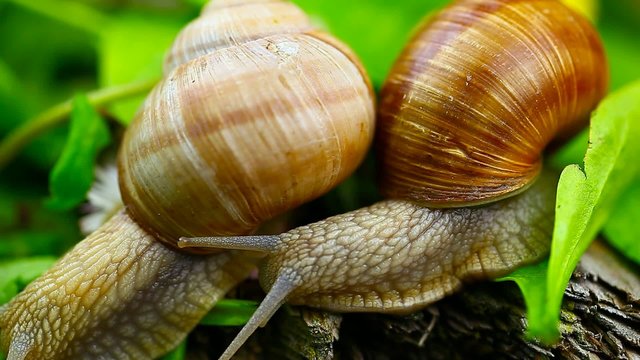 Snails-Helix pomatia episode 3