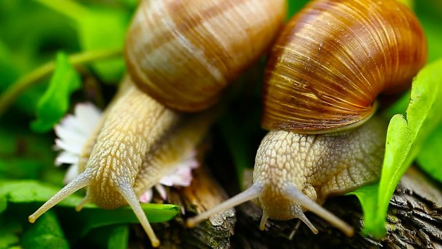 Snails-Helix pomatia episode 4