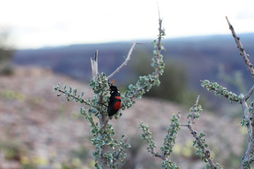 K&auml;fer auf ein Ast