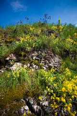 Obraz na płótnie Canvas photo of grass and flowers growing on mountain