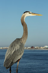 Blue Heron
