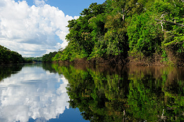 Fototapeta na wymiar Krajobraz rzeki Amazonki w Brazylii