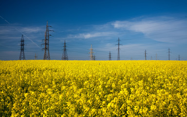 high voltage posts in rapeseed field