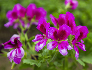 Fototapeta premium Beautiful Geranium flower
