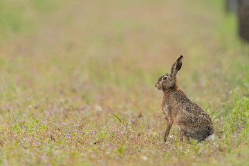 Europäischer Feldhase, Brown hare, Lepus capensis