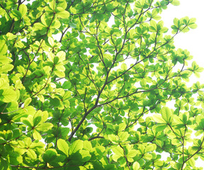 Green leave on white background