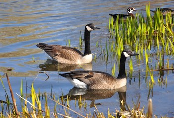 Canada geese in a swamp