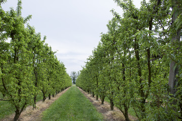 Peach trees rows
