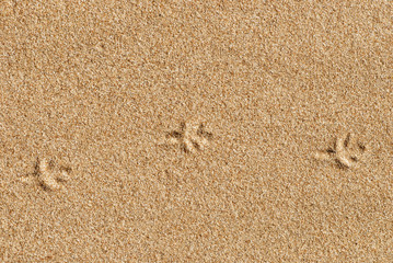 Bird traces on the sand