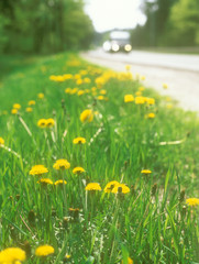 Yellow dandelions.