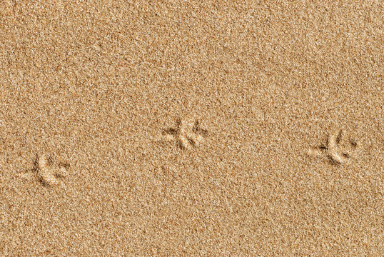 Bird traces on the sand