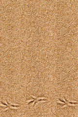 Sand background with bird traces