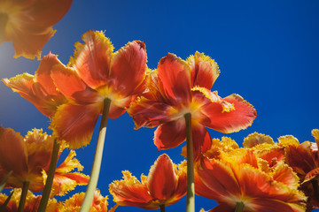 Fresh orange tulips in warm sunlight