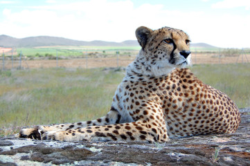 Cheetah's Portrait