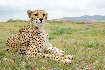 Cheetah Alone in Grass