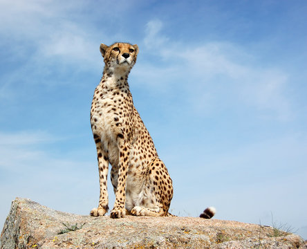 Cheetah