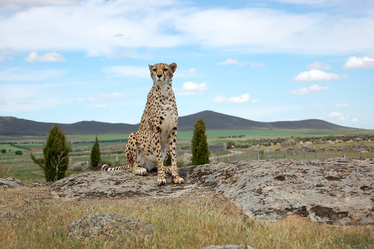 Cheetah at Mountains Background