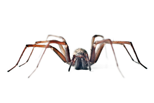 huge spider
