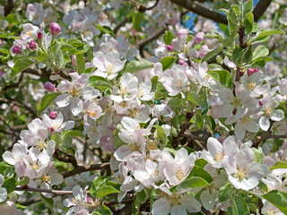 Apfelblüte