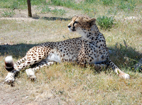 Cheetah in Shadow