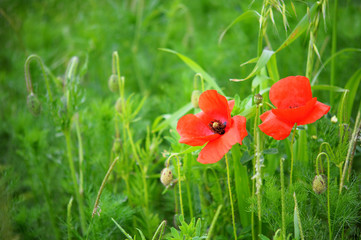 Mohnblume in der Wiese