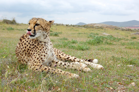 Cheetah Relaxed in Grass