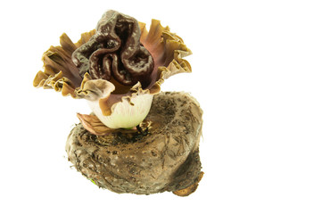 Elephant yam, Stanley s water-tub, Konjac