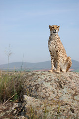 Cheetah Sitting on a Rock