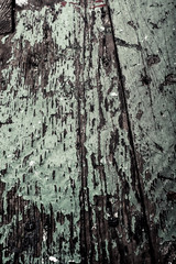 texture bark of an old tree