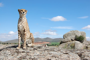 Cheetah's Beautiful Portrait