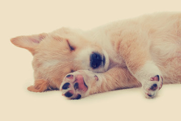 puppy sleeping