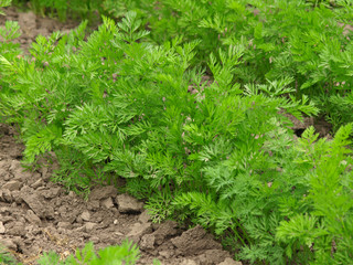 Green parsley growing in the field