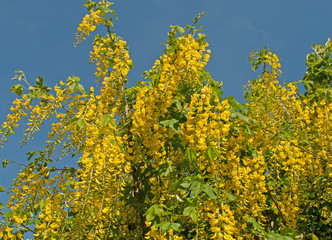 Obraz premium Goldregen - Laburnum