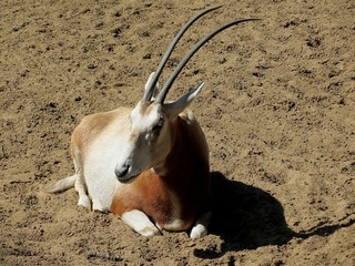 antilope