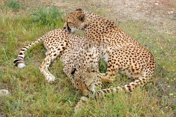 Two Cheetahs Cozy