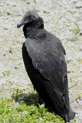 Black Vulture Latin name Coragyps atratus