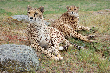 Two Cheetahs Laying Close
