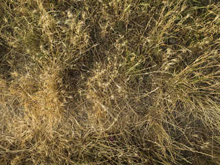 Textura de gramíneas. 