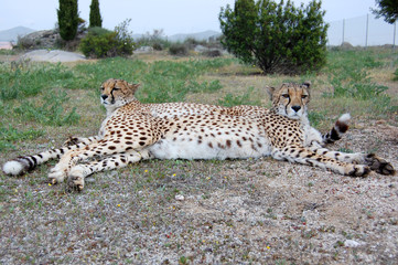 Two Cheetahs Merged in One