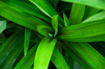 Obraz premium The scent of pandanus leaves