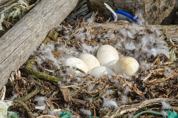 Nid d'oie abandonné dans le nord de l'Islande