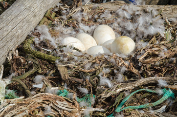 Nid d'oie abandonné dans le nord de l'Islande