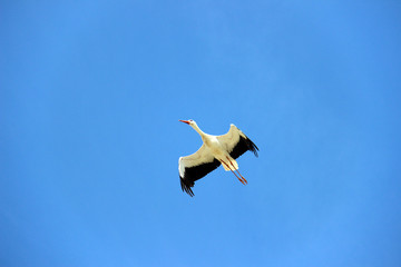 Vol d'une cigogne